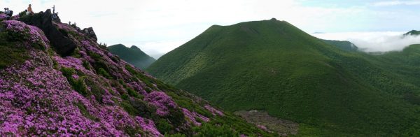 平治岳斜面のミヤマキリシマと大船山
