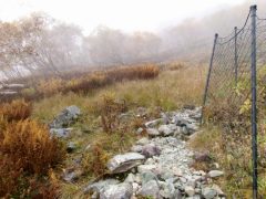 保護柵の外、草はほぼ2種類 保護柵の外、草はほぼ2種類