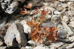 ハクサンイチゲと推定