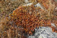 チョウノスケソウ