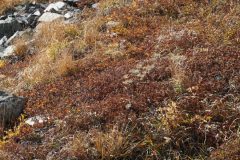 ロープ内の草紅葉、この中にキタダケソウは?