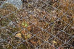 保護柵の中、これもハクサンイチゲ