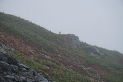 遠くで呼び合うライチョウ