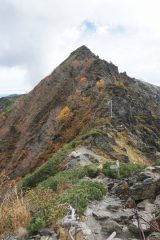 八本歯の頭も見納め